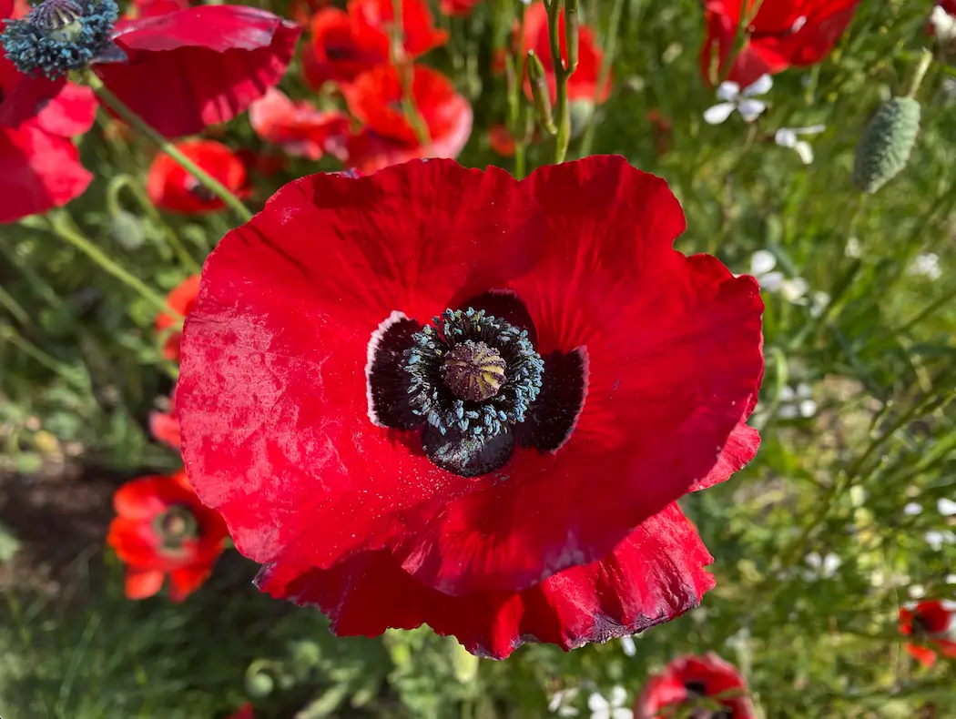 red poppies